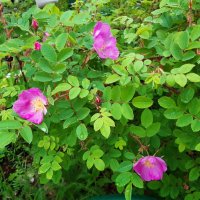 Вот и лето пришло :: Галина Минчук