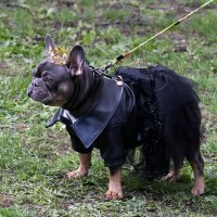 Москва. Парад французских бульдогов в усадьбе «Воронцово». :: Наташа *****