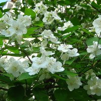 Жасмин цветет :: Елена Семигина