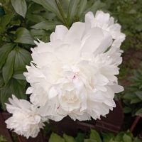 Пион :: Елена Семигина Пион :: Елена Семигина