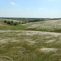 Ковыль. :: Виктор 