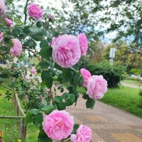 ,,, :: Сергей Тимоновский