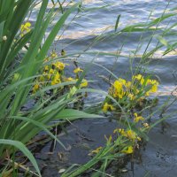 водяные ирисы :: Елена Шаламова