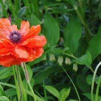 Маки, маки, красные маки... :: Рита Симонова