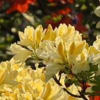 цветы в моём саду :: ИННА ПОРОХОВА