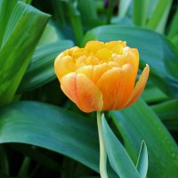 Тюльпаны Аптекарского :: Светлана Тюльпаны Аптекарского :: Светлана