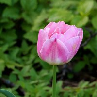 Тюльпаны Аптекарского :: Светлана 