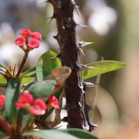 Цветок и шипы :: Аркадий Басович