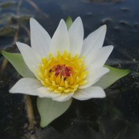 Кувшинка четырёхгранная :: Anna Ivanova