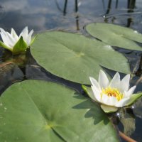 Кувшинка четырёхгранная :: Anna Ivanova