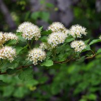Цветем и пахнем.... :: Анатолий Анищик Цветем и пахнем.... :: Анатолий Анищик