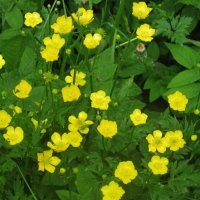 Лютики-цветочки у меня в садочке :: Дмитрий Никитин