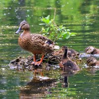 Все ко мне.... :: Анатолий Анищик