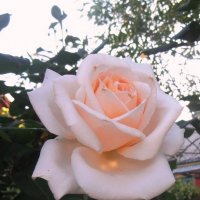 Июньская роза :: Наталья 