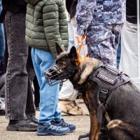 Полиция следит за порядком :: Владимир Калеев