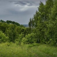 "Вдоль березовой рощи в июне"© :: Владимир Макаров