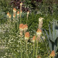 Июньские свечи :: Валерий Басыров