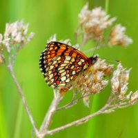 из вчерашней съёмки 2 :: Александр Прокудин из вчерашней съёмки 2 :: Александр Прокудин