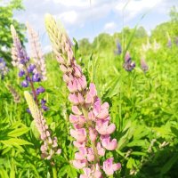 Люпин :: Сапсан Люпин :: Сапсан