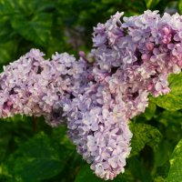 Махровая сирень Аукубефолия :: Aida10 