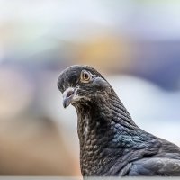 Любопытный :: Валерий Иванович