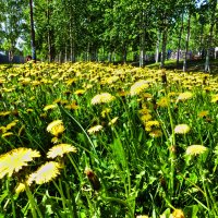 Июнь...Одуванчиковая полянка на церковном холме! :: Владимир 