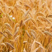 Хлеба России. :: юрий Амосов