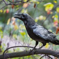 Ворон :: SanSan 