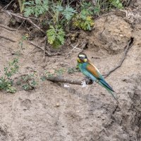 щурки :: юрий макаров