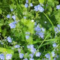 Вероничка) - сегодня Земля именинница! :: Татьяна Лютаева