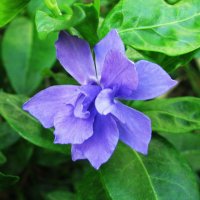 Махровый барвинок :: Людмила Смородинская