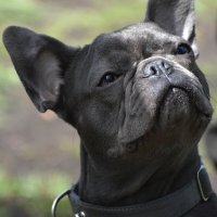 Москва. Парад французских бульдогов в усадьбе «Воронцово». :: Наташа *****