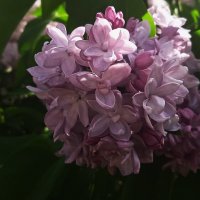 цвела сирень :: Елена Шаламова