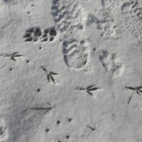 январские следы :: Елена Шаламова