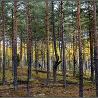 Идет охота... :: Aleksandr Gal