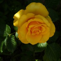 Жёлтая  роза :: Валентин Семчишин