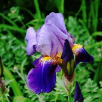Ирис :: Рита Симонова