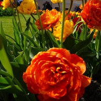 Тюльпаны :: Anna-Sabina Anna-Sabina