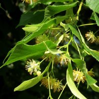 С Троицей! :: Егор Бабанов