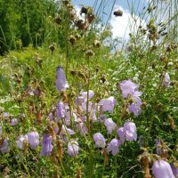 ОТДЫХ НА ПРИРОДЕ :: Tata Wolf