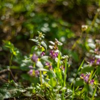 Май :: Олег Дорошенко Май :: Олег Дорошенко