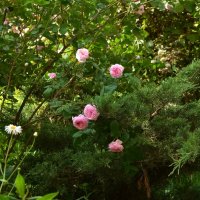 Цветы розы :: Oleg4618 Шутченко