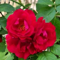 С Праздником! :: Наталья 