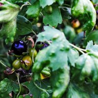 Смородина :: Юрий Гайворонскiий