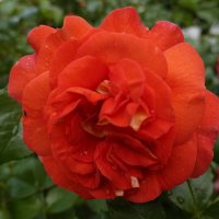 "Красная роза в саду расцвела, Всех красотою затмила она..." :: Галина 