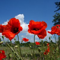 .... :: Галина 