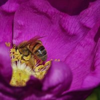 Шиповник и пчела :: Эдуард Куклин Шиповник и пчела :: Эдуард Куклин