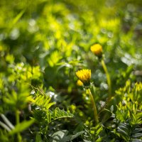 Май :: Олег Дорошенко