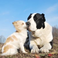 ...Мы с тобой одной крови,ты и я:)(мои Веста и Буська) :: Рудаков Сергей 