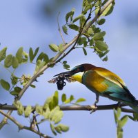 Золотистая щурка :: Валерий Черняк